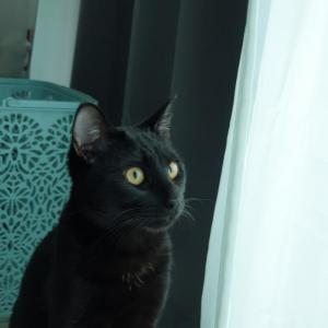 순창 러시안블루블랙 찾아요