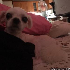 말티즈 강아지 찾습니다