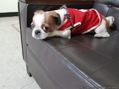 여자 시츄 빨간옷입고있어요