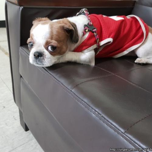 여자 시츄 빨간옷입고있어요