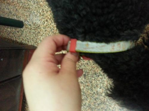 (부천시 오정구  삼정동) 블랙 푸들 보호중입니다