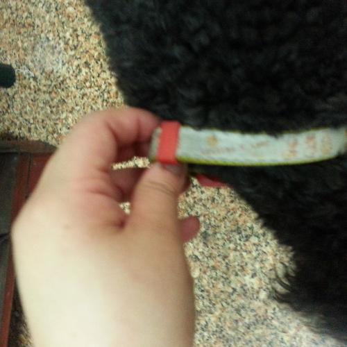 (부천시 오정구  삼정동) 블랙 푸들 보호중입니다