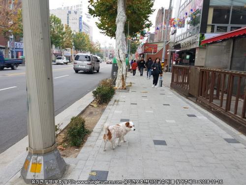 중랑구 면목동 용쥐숯불갈비 앞 목격