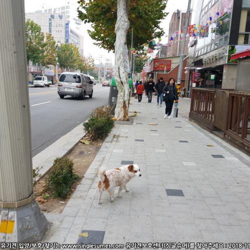 중랑구 면목동 용쥐숯불갈비 앞 목격