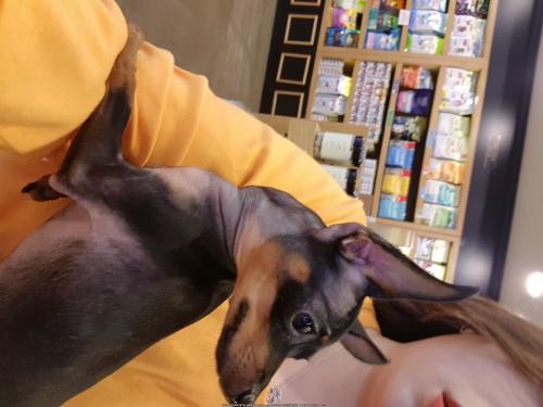 미니핀 보호... 학동역에서 을지병원사거리 도로에서 구조