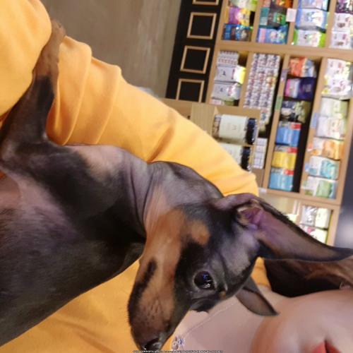 미니핀 보호... 학동역에서 을지병원사거리 도로에서 구조