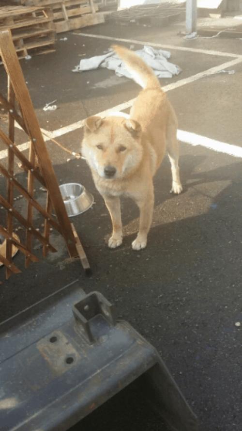 4세 된 남아 분양드립니다.