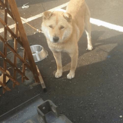 4세 된 남아 분양드립니다.