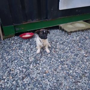 믹스견 두마리를 찾습니다. (충남 금산 부리면 불이리)