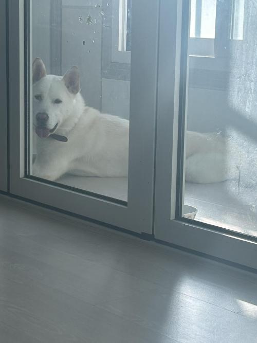 진도믹스 남아 1년6개월