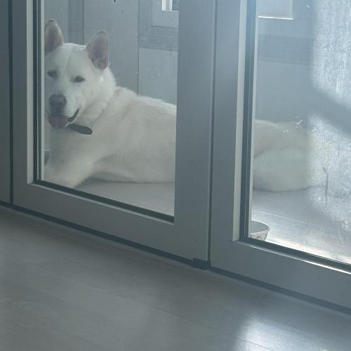 진도믹스 남아 1년6개월