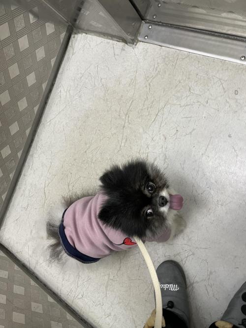수원 인계동 인근에서 블랙파티포메라니안 잃어버리신분 계신가요