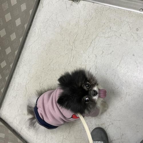 수원 인계동 인근에서 블랙파티포메라니안 잃어버리신분 계신가요