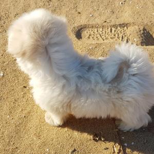 부전동경동파크타워주변강아지