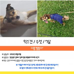 (김해 장유) 반려견 찾아요