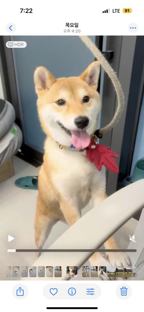 시바견 여아 입양 원하시는분 계신가요?