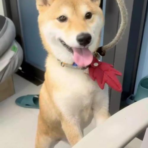 시바견 여아 입양 원하시는분 계신가요?