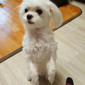말티즈 여아 찾고 있습니다 인천 간석4동