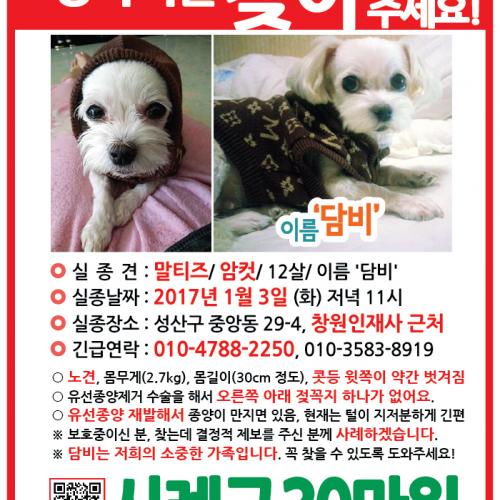 창원 말티즈 관심있게 봐주세요
