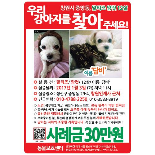 창원 말티즈 관심있게 봐주세요