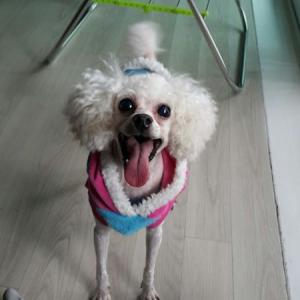 강아지 핑크를 찾습니다.