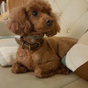 갈색푸들 찾아요!!ㅠㅠ