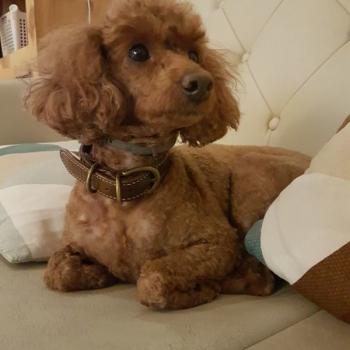 갈색푸들 찾아요!!ㅠㅠ