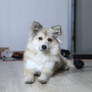 대구북구 침산동 침산변전소 부근 강아지 찾습니다