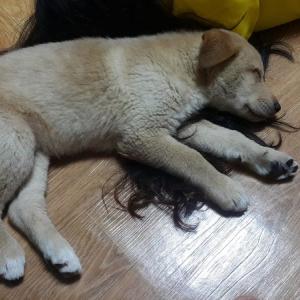양산시 명동에서 찾은 강아지