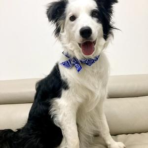 콜라 보더콜리 눈한쪽무늬