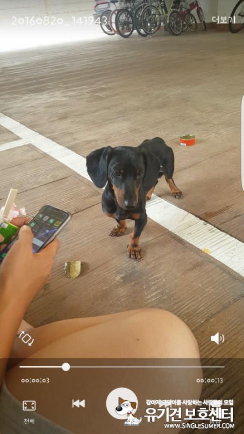 닥스훈트 수컷 보호중이요