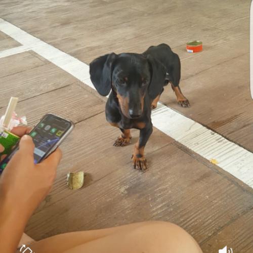 닥스훈트 수컷 보호중이요