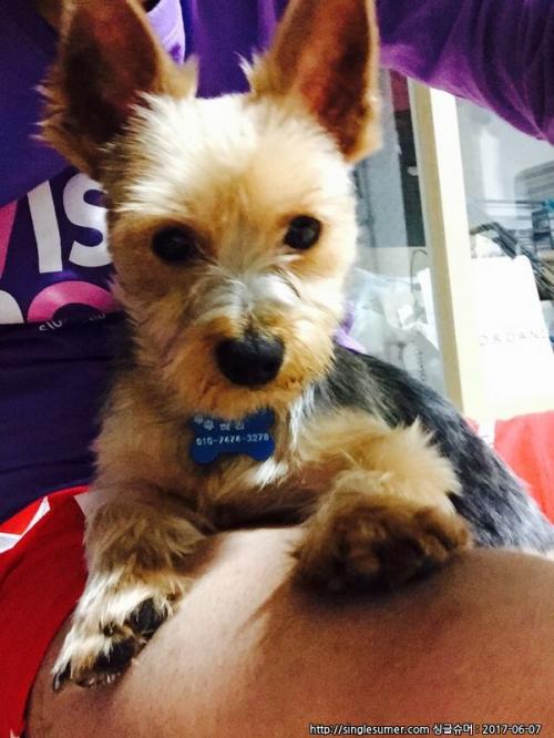 요크셔테리어 분양합니다.(전북, 전주, 군산, 익산)