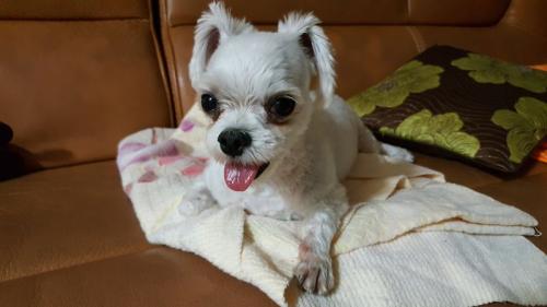 광주광역시 북구 흰색 강아지