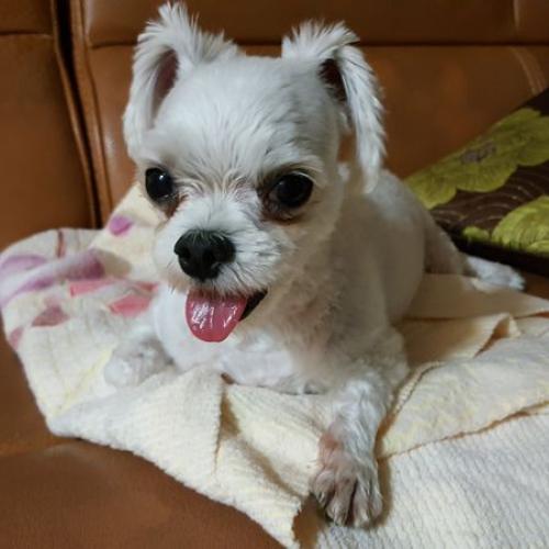 광주광역시 북구 흰색 강아지