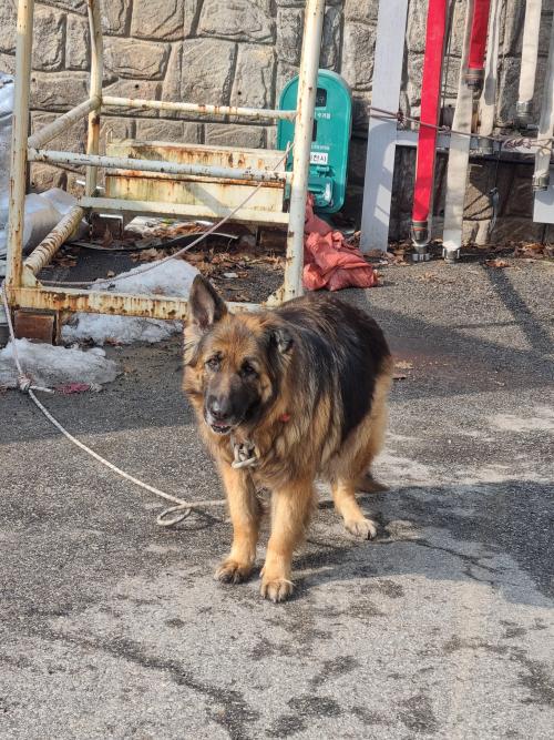 큰 세파트 개 소방서에서 보호중입니다