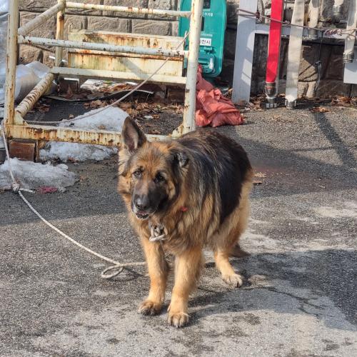 큰 세파트 개 소방서에서 보호중입니다