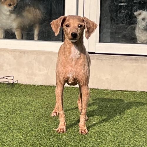 푸들 쿠키의 입양자를 찾습니다