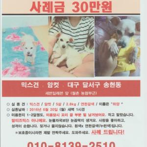 대구) 믹스암컷 찾아요