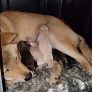 사라진 일편이를 찾아주세요