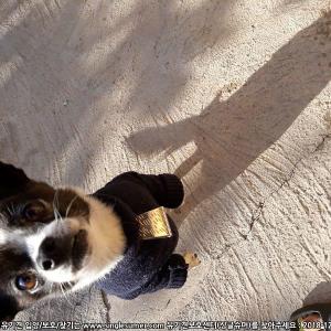 사랑이를 찾습니다