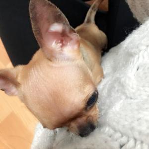 1살여아 갈색단모치와와를 찾습니다.(노원구 월계동)