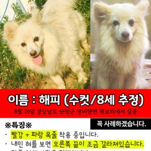 ■ 해피를 찾습니다 ■  (경남/산청) - 진주  단성 사천 합천 등