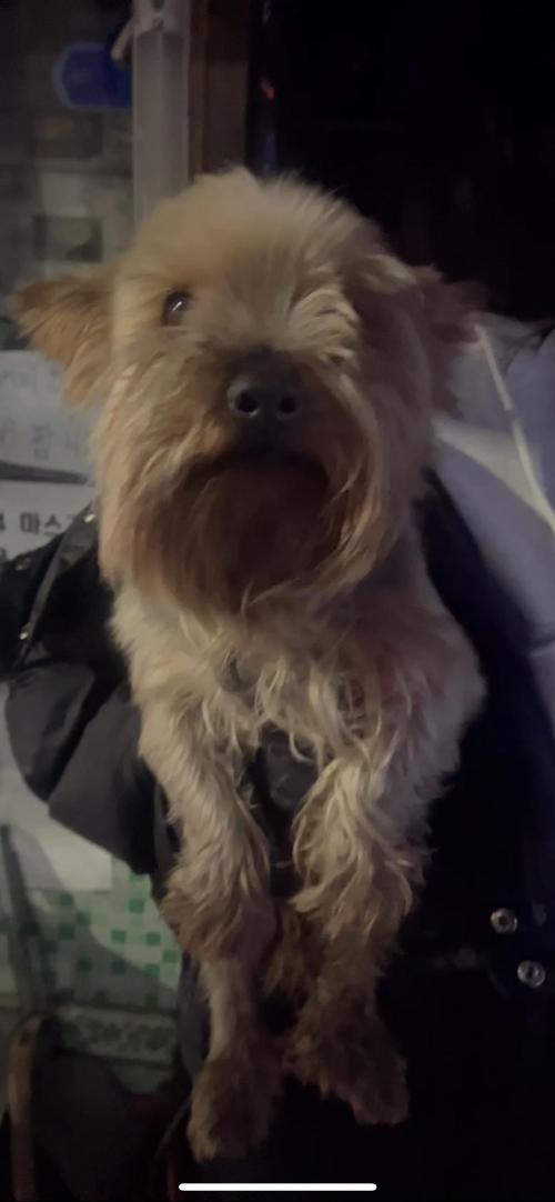 청량리 떡전교사거리쪽에서 요크셔테리어 잃어버리신 분 있나요?