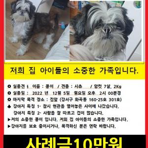 서울 강서구 화곡2동 로미오이발관 마을버스정류장 근처 시츄 7살 암컷 찾아요(12월5일낮2시에집을나감)