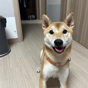 시바견 토비 분실. 송도달빛축제공원