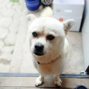 흰색강아지를 잃어버렸습니다 부탁드립니다