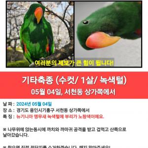 앵무새를 잃어버렸습니다ㅠㅠ
