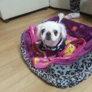 인천 제물포 페키여아 보호중입니다