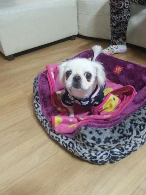 인천 제물포 페키여아 보호중입니다